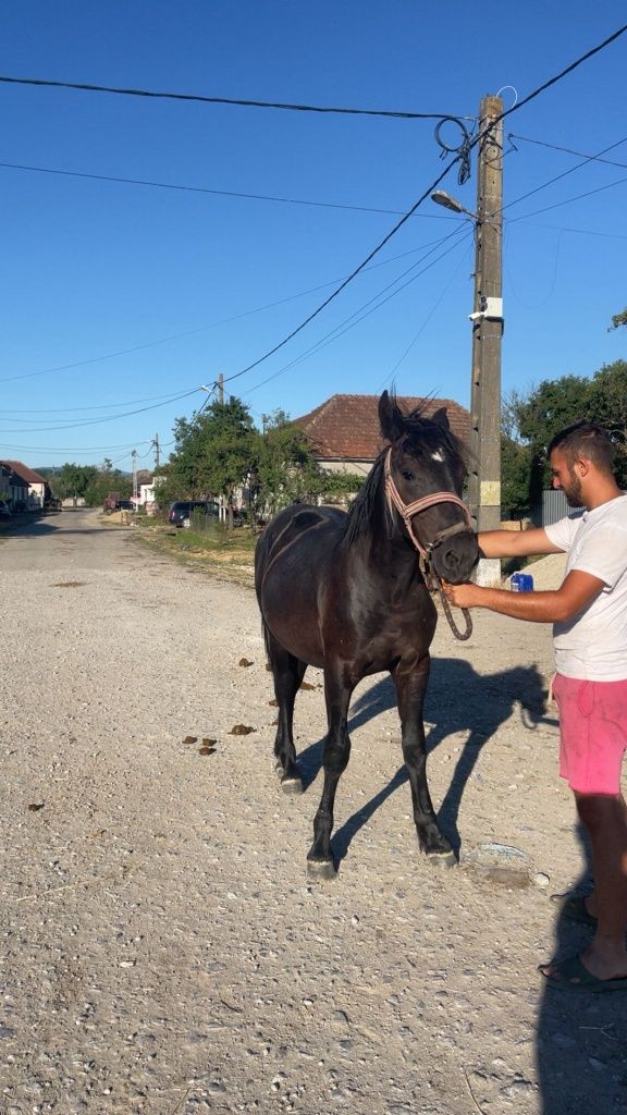 Vând doi mânji de un an