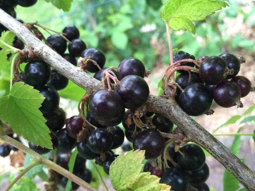 Саженцы СМОРОДИНЫ черной, красной, малины и вишни