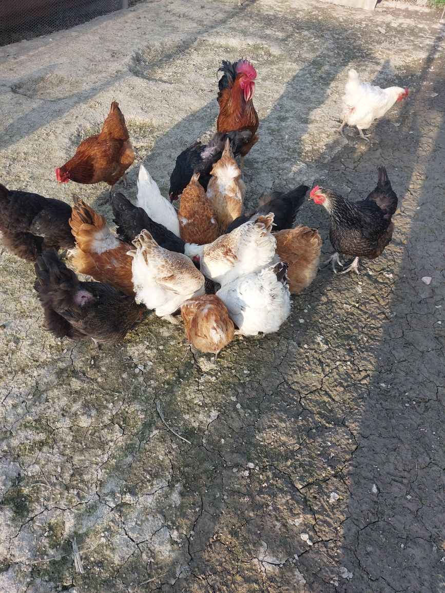 Продавам домашни кокошки