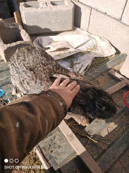 Продам кролика фландер самец