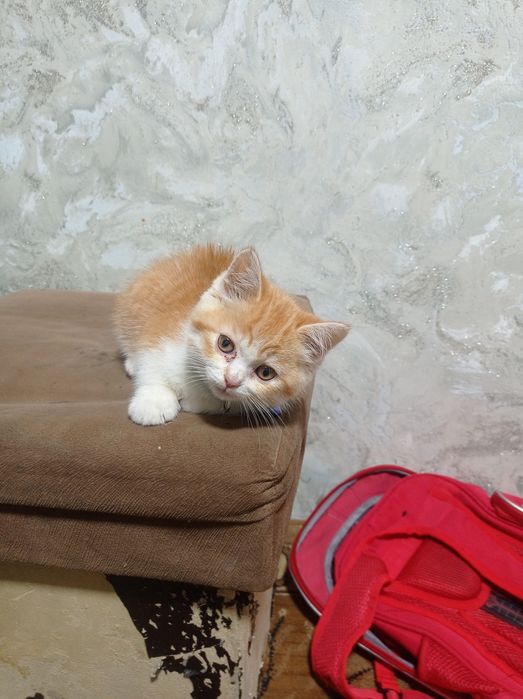 Britanskiy shinshillalar sotiladi srochni