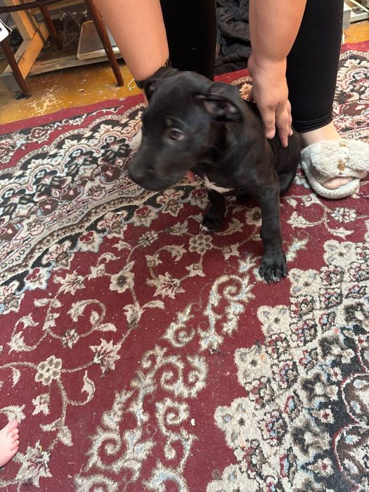 Продам американский питдбуль девочка