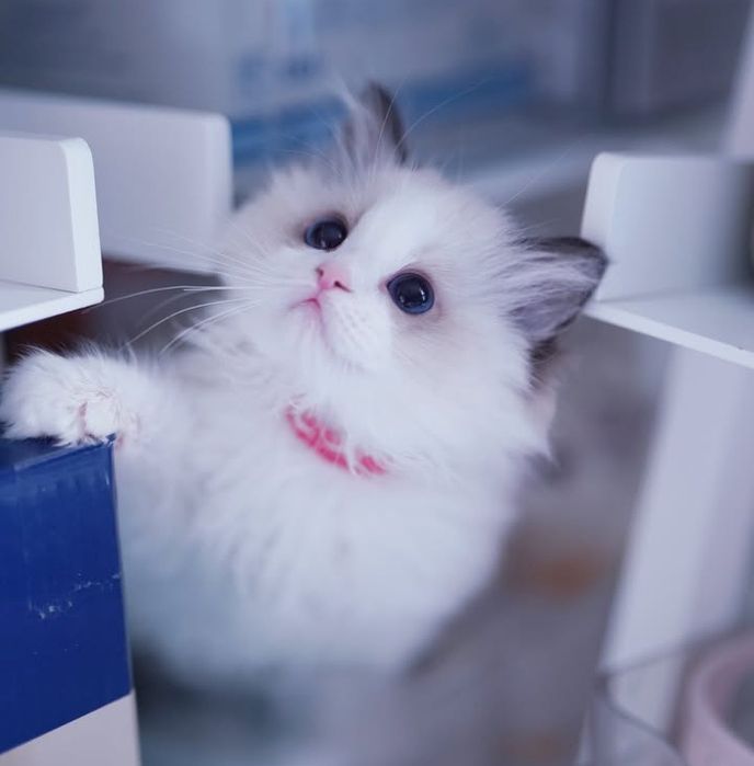 Привезные регдоллы !!