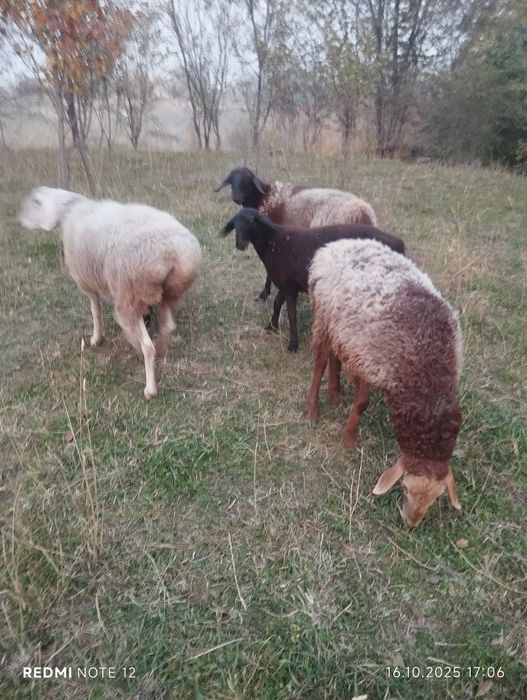 Срочно продам баранов