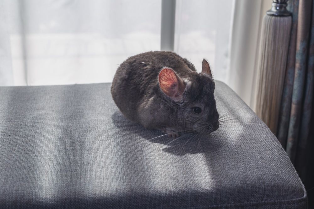 Chinchilla Sinsila Afro Violet/ Bej deschis și închis