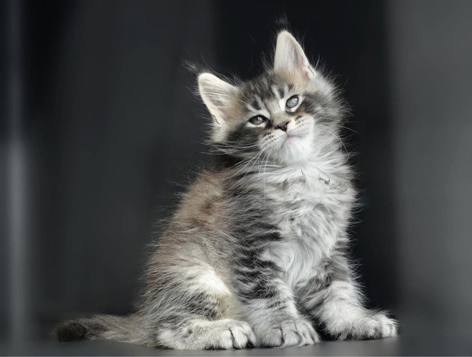 Pisica Maine Coon disponibilă!