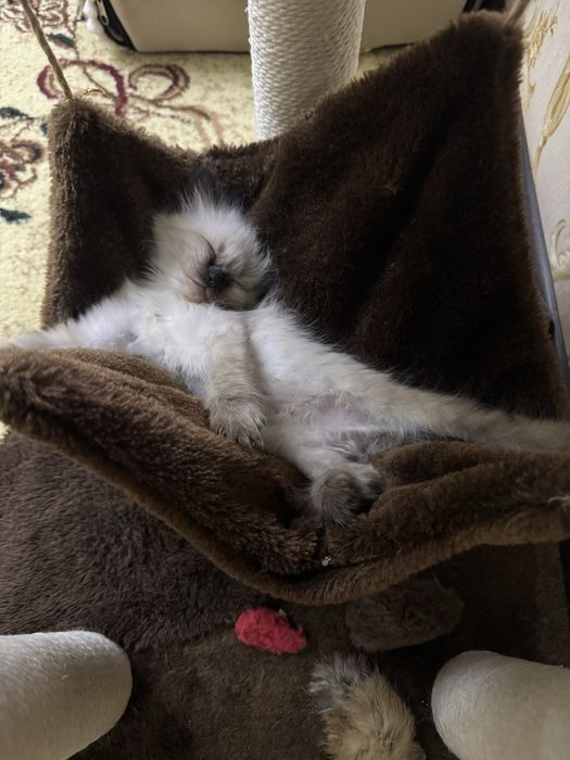 Mushikchalar sotiladi