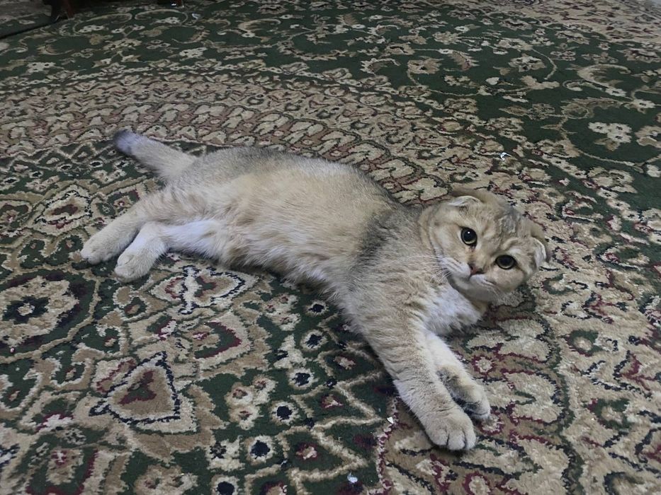 Шатланский Мушук