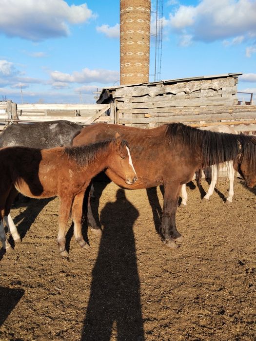 Продам 1 кобыла с жеребёнком и 1 кобыла без