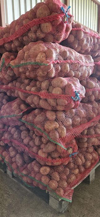 Cartofi consum / cartofi samanta / cartofi animale