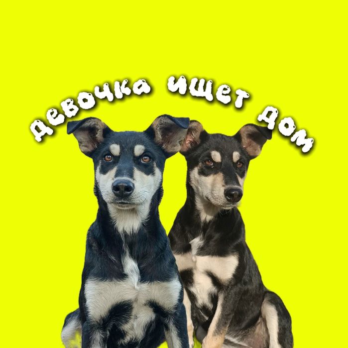 Щенок, девочка ищет дом