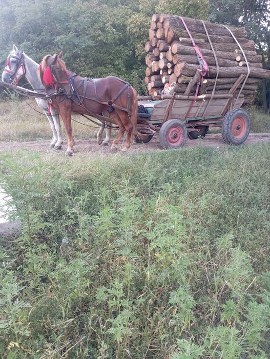De vânzare cal castrat de 8 9 ani