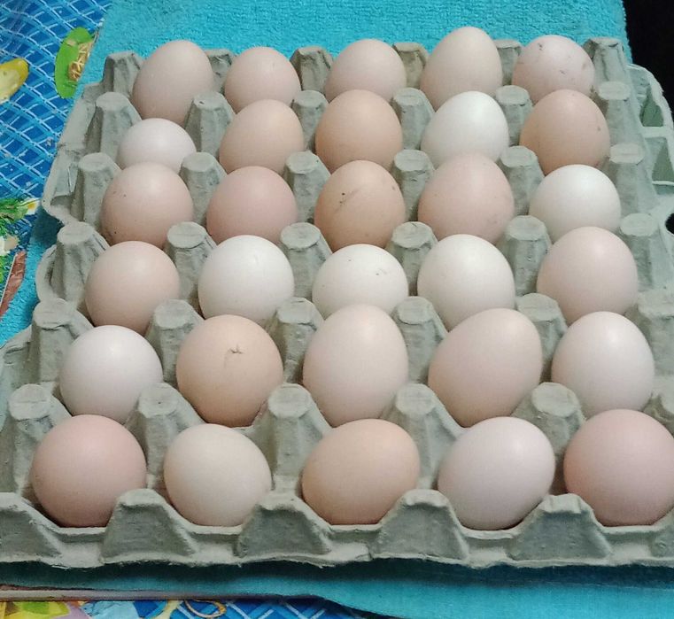 vand oua de gaina frezat