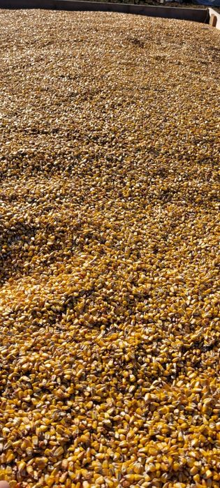 Vand ORZOAICA si Porumb