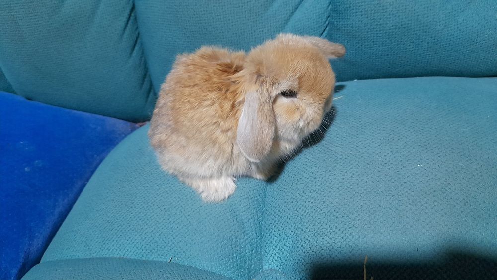 Продаётся декоративные карликовые кролики срочно