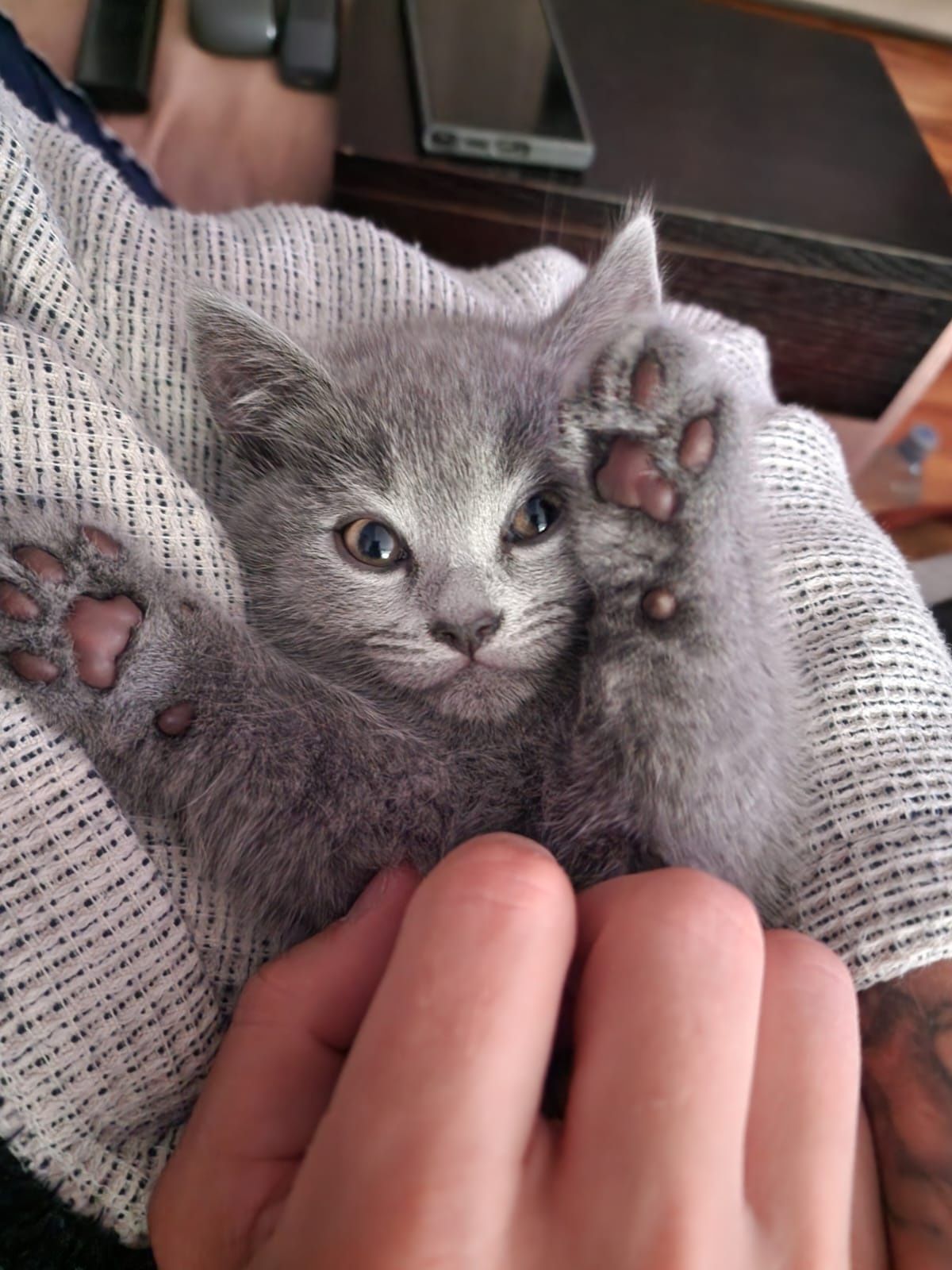 British Shorthair