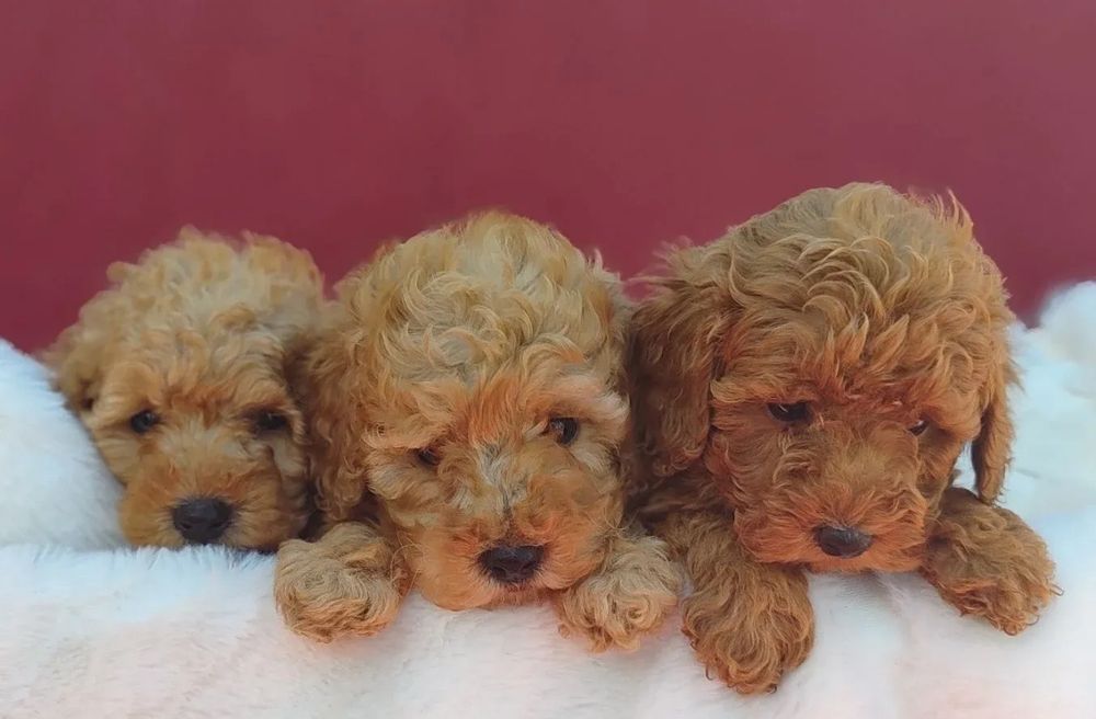 Малки сладки пуделчета/тойчета