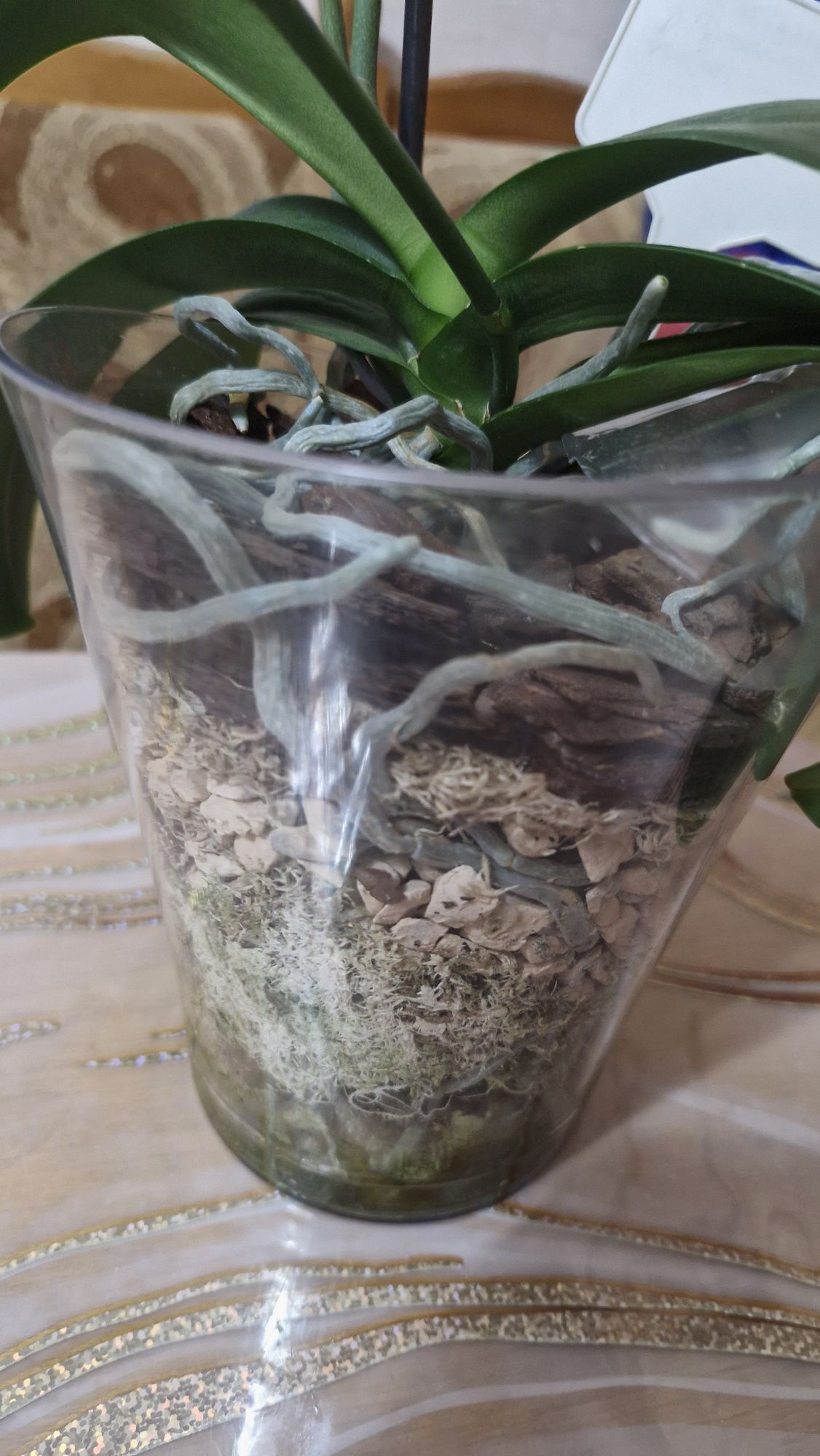 Продам орхидею лимонного цвета