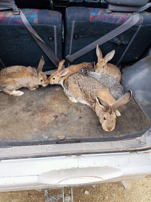 Vând o familie de iepuri