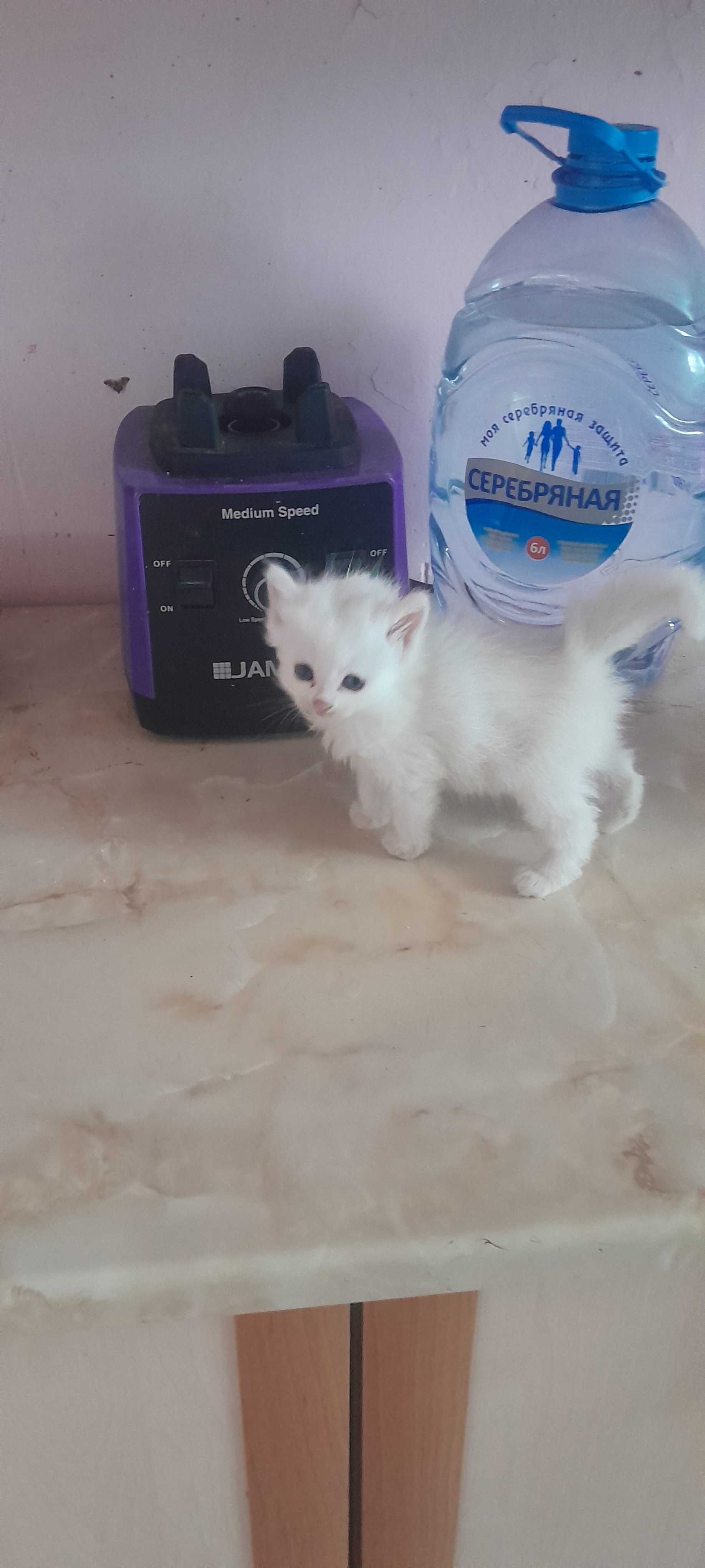 Кошечка. Девочка.