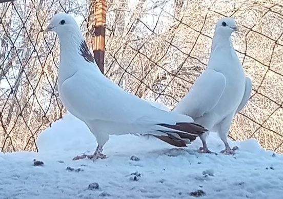 Высоколётные Бакинцы лёт игра