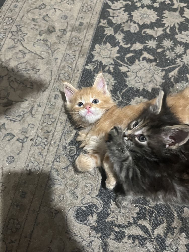 Котята мейнкуну крупные