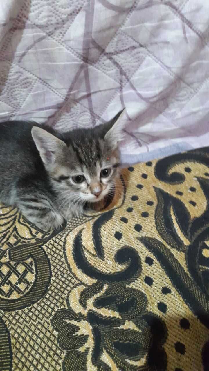 Отдам даром котят в хорошие руки