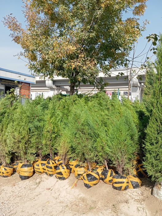 Archalar kòchatlari