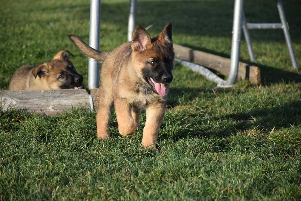 Ciobănesc German cu pedigree