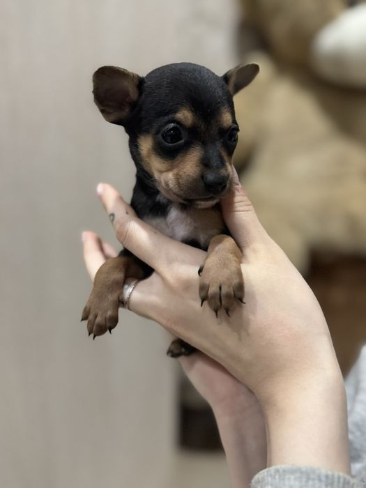 ПРОДАМ ЩЕНЯТ той-терьер