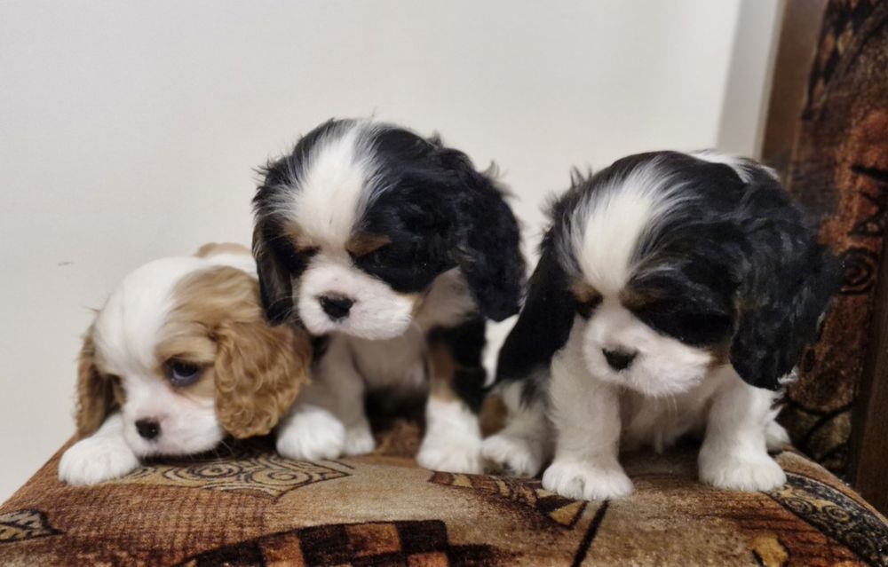 Кавалер Кинг Чарлз Шпаньол FCI