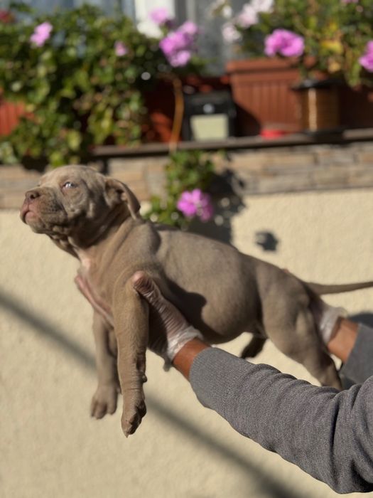 Американсо були хл