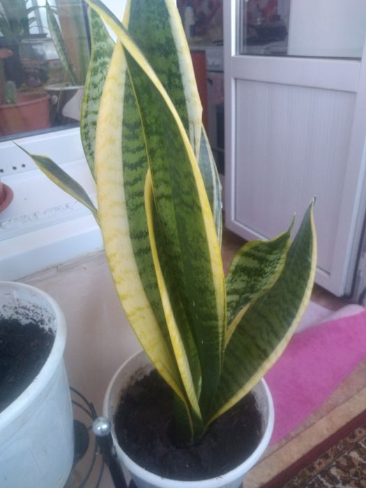 Сансевиерия комнатный цветок