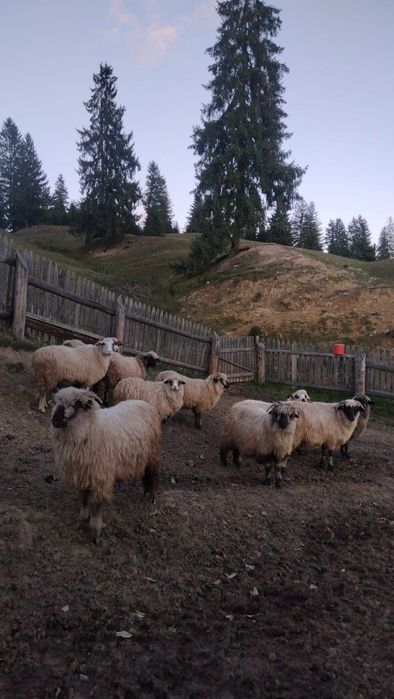 10 Oi de vânzare Suceava