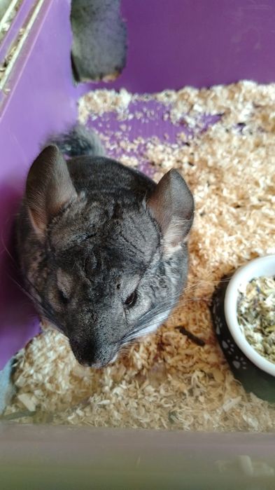 Sinsila (chinchilla)