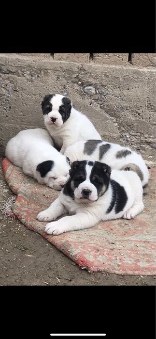 Ит, Алабай, собака