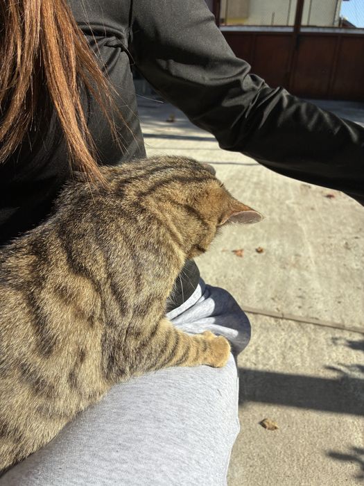 Женски котета на 5 месеца