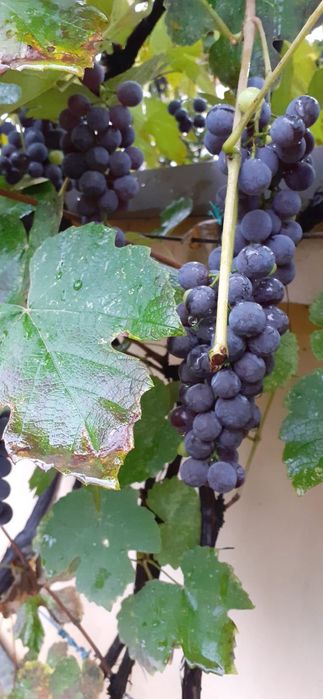 Struguri de vin nova