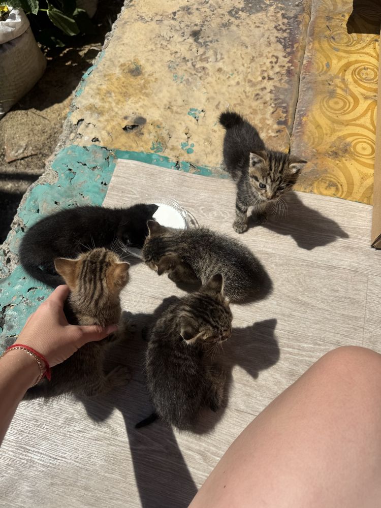 Отдам котят срочно 1 месяц 3 шт