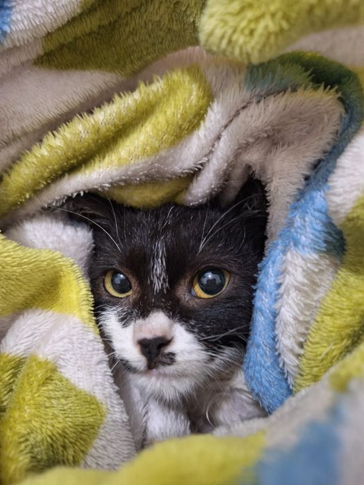 Ищу дом для котенка