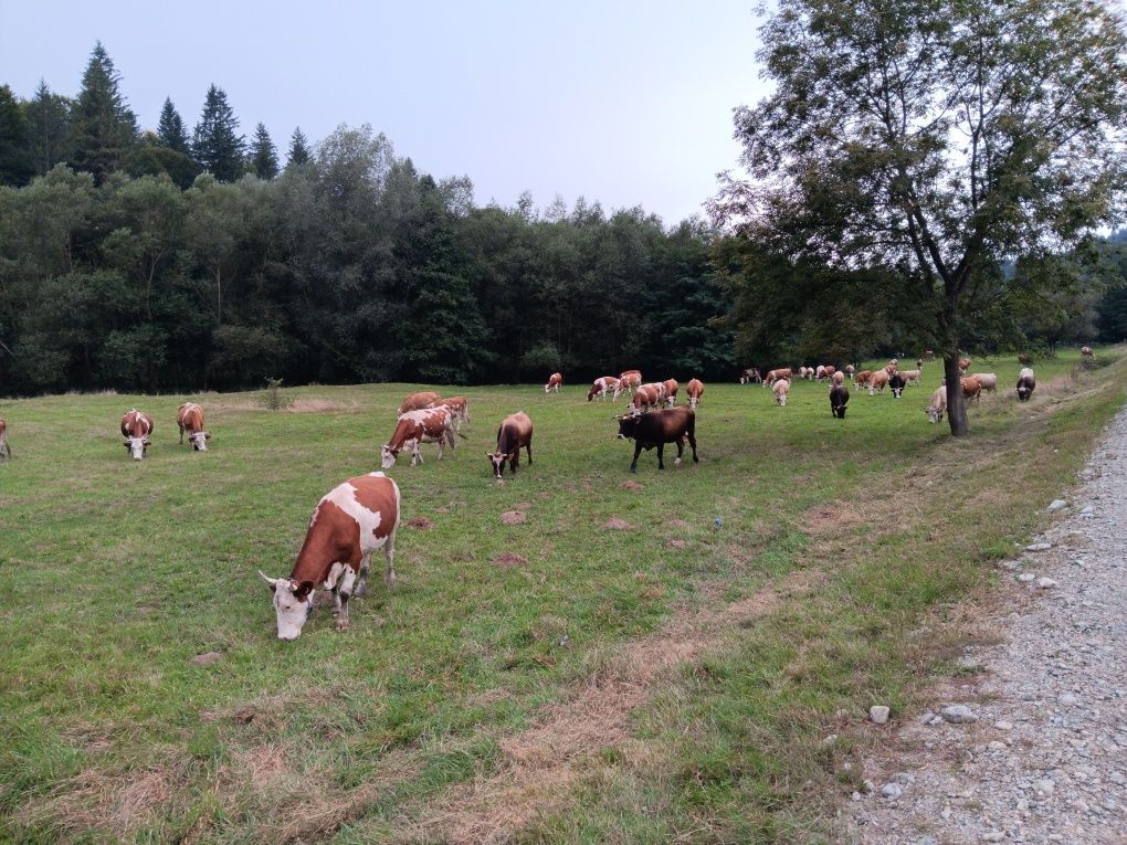 Vaci de vanzare înscrise în cop