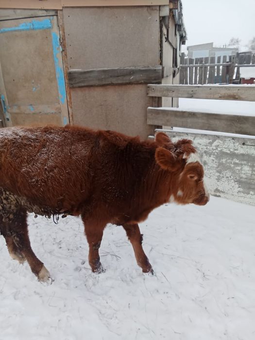 Продам бычок за 400000 есть торог звоните  вот этот номер телефон 8708