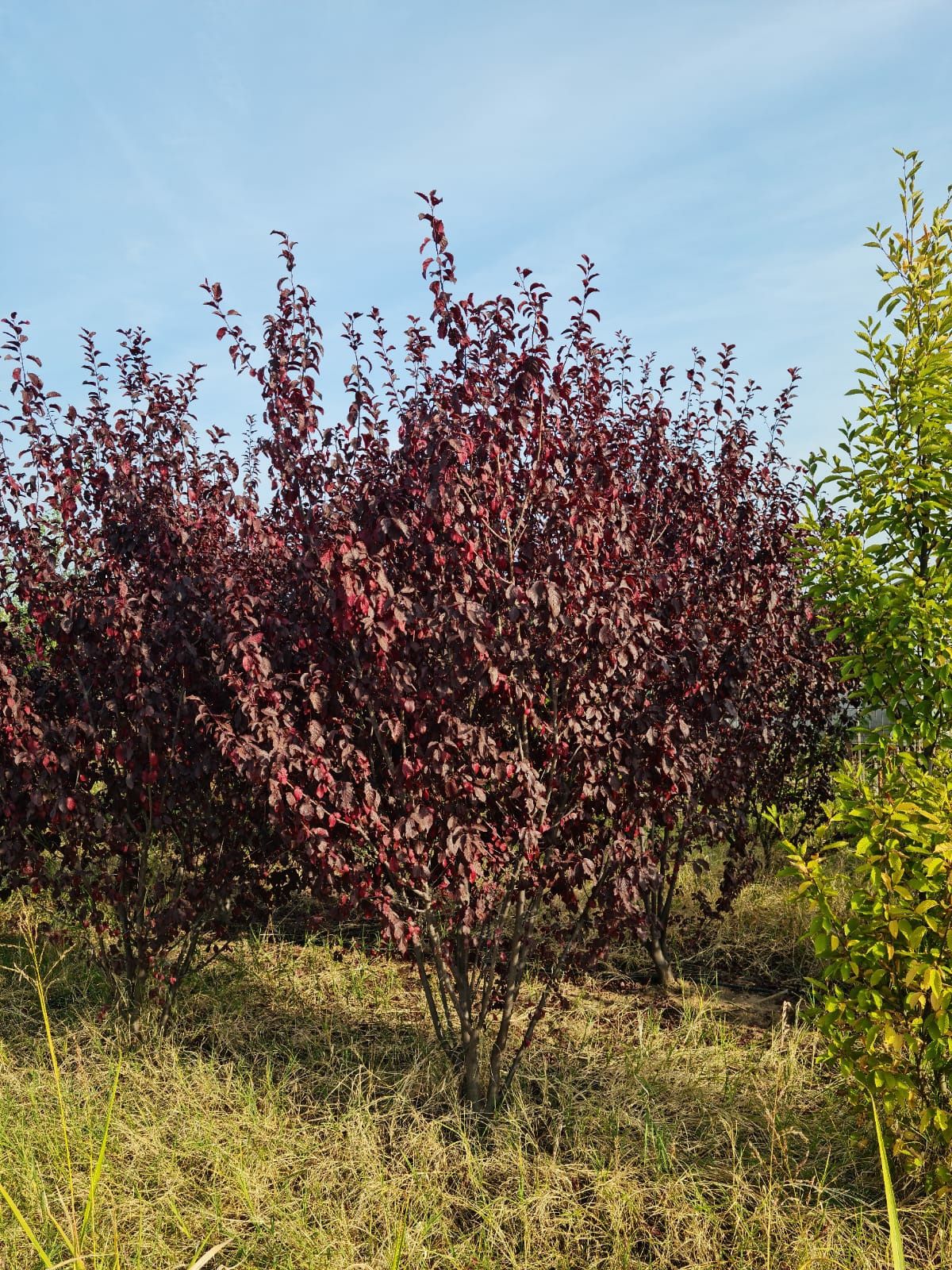 Mestecan/tei/platan/prunus/catalpa copaci ornamentali