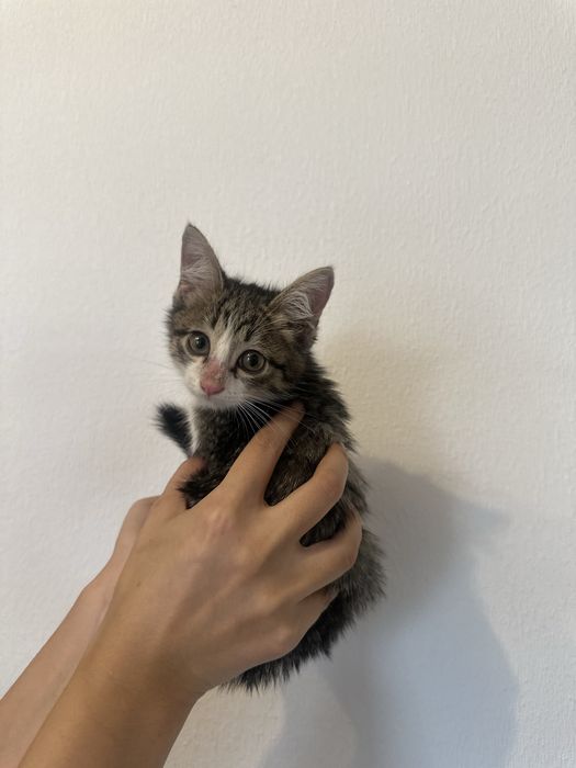 Котята в Добрый руки