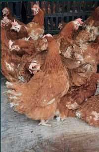 Продавам кокошки носачки roman brown за яйца