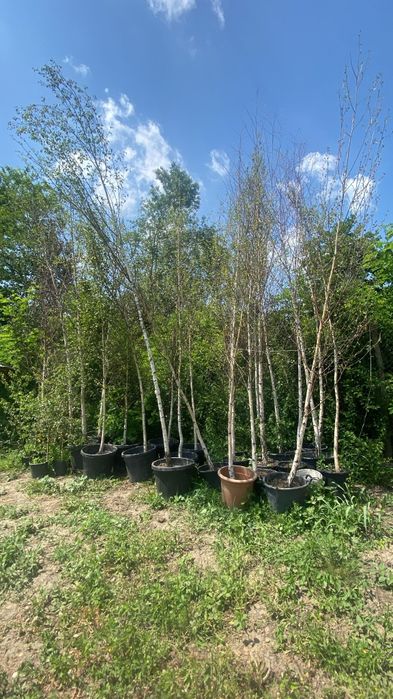 Mesteacăn alb cel mai mic pret