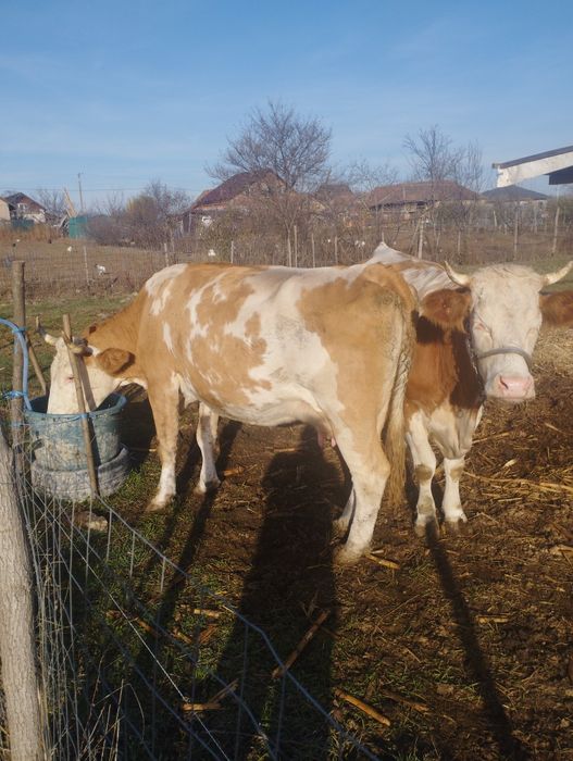 Vând 2 vaci cu lapte