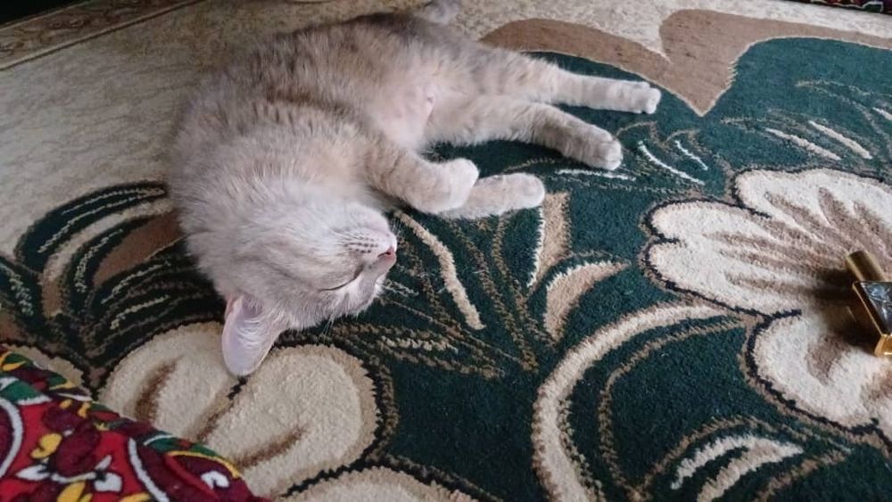 Кошки Мушук болалари текинга хадяга