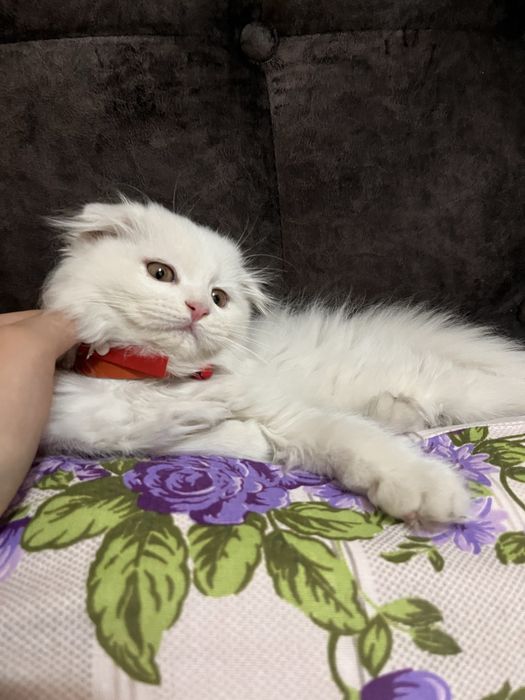 Скотиш фолд вислоухая, Шотландская длиношёрстая