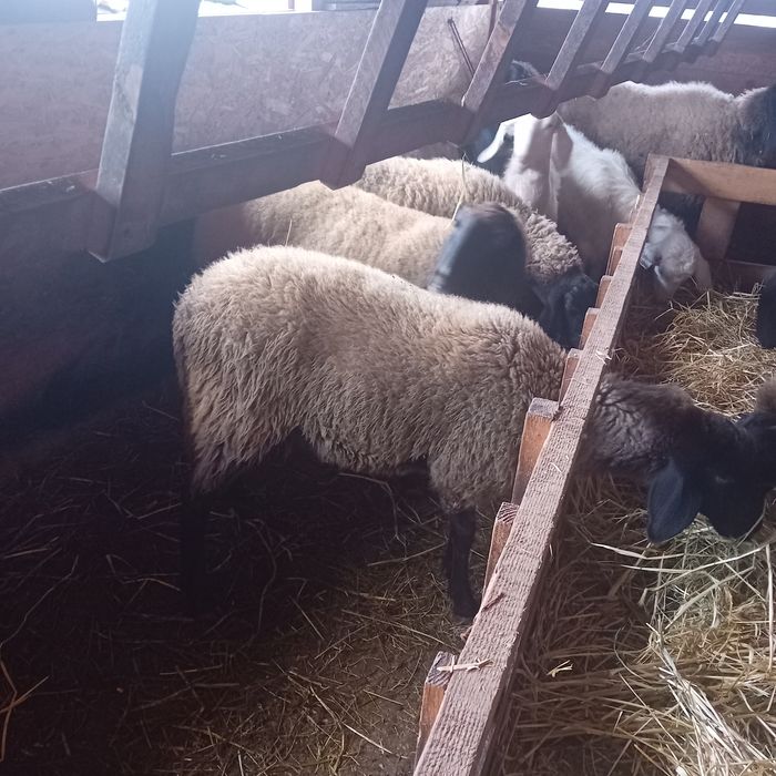 Mieluță bulgărească de vânzare